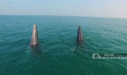 大鲸鱼视频,大鲸鱼视频带你领略海洋巨兽的壮丽世界