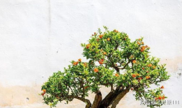 石榴树怎么剪枝视频,视频教程详解